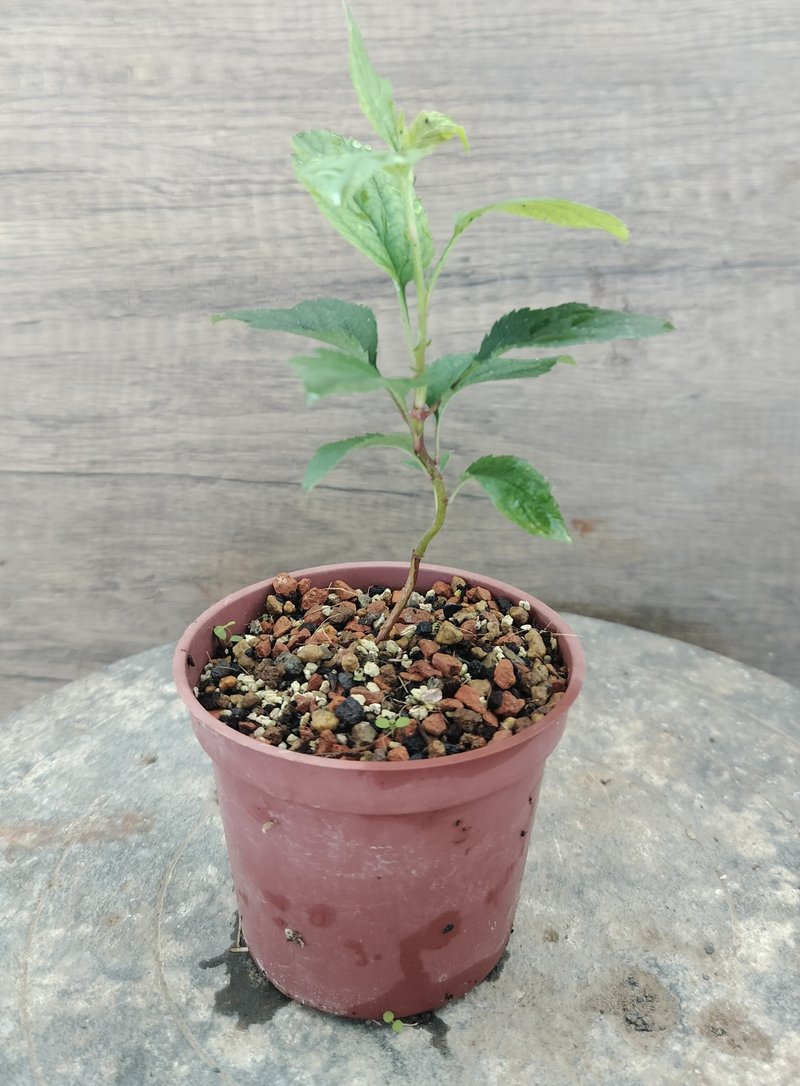 苹果树苗-实生苗   植物 盆栽 - 植栽/盆栽 - 植物．花 