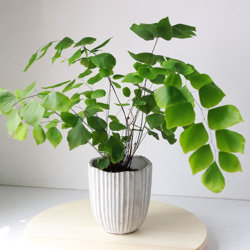 植栽 盆栽 l 秘鲁银币铁线蕨 叶片美翻 室内植物 办公室盆栽 - 植栽/盆栽 - 水泥 