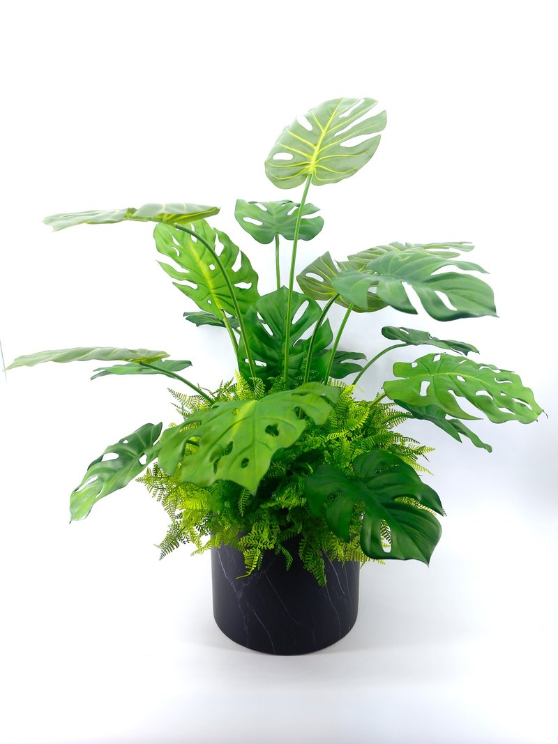 龟背芋电信兰盆栽 包邮专人配送限双北市 其余地区需补运费 - 植栽/盆栽 - 其他材质 绿色