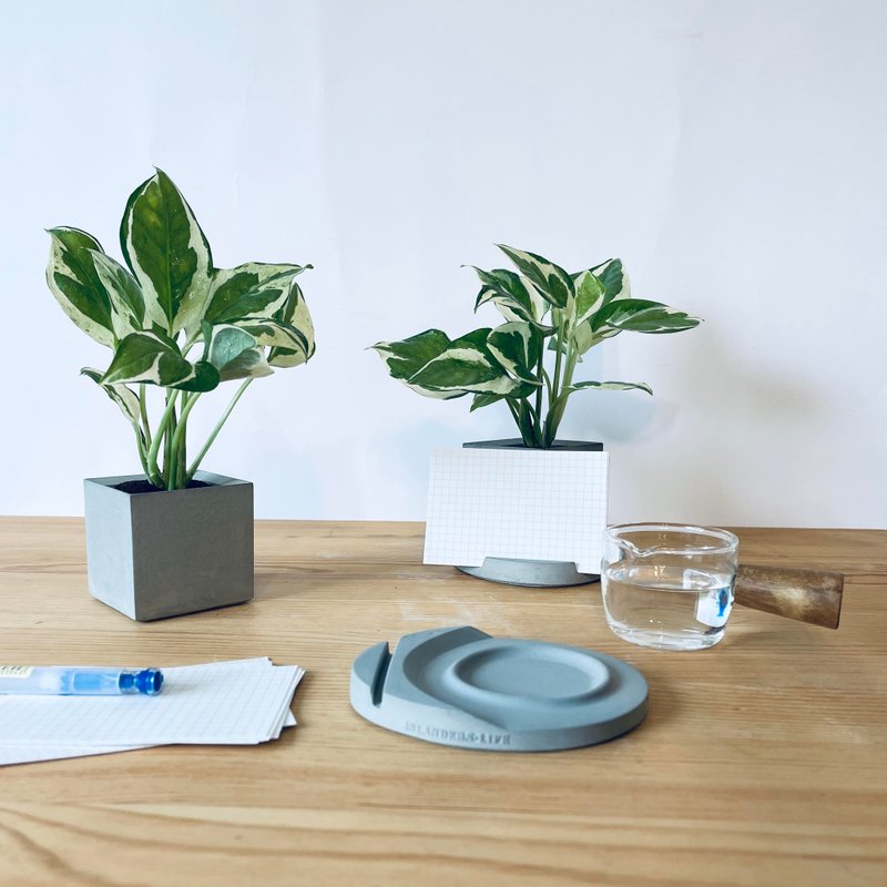 【白金葛-室内绿植】名片架便条纸收纳座 室内植栽生日礼物 - 植栽/盆栽 - 植物．花 灰色