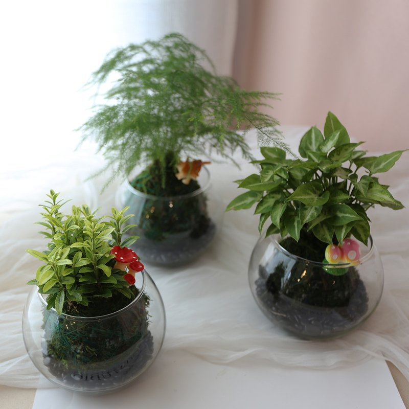 PD30玻璃苔藓球 / 苔球植物  生态缸 室内盆栽 多肉植物 - 植栽/盆栽 - 植物．花 绿色