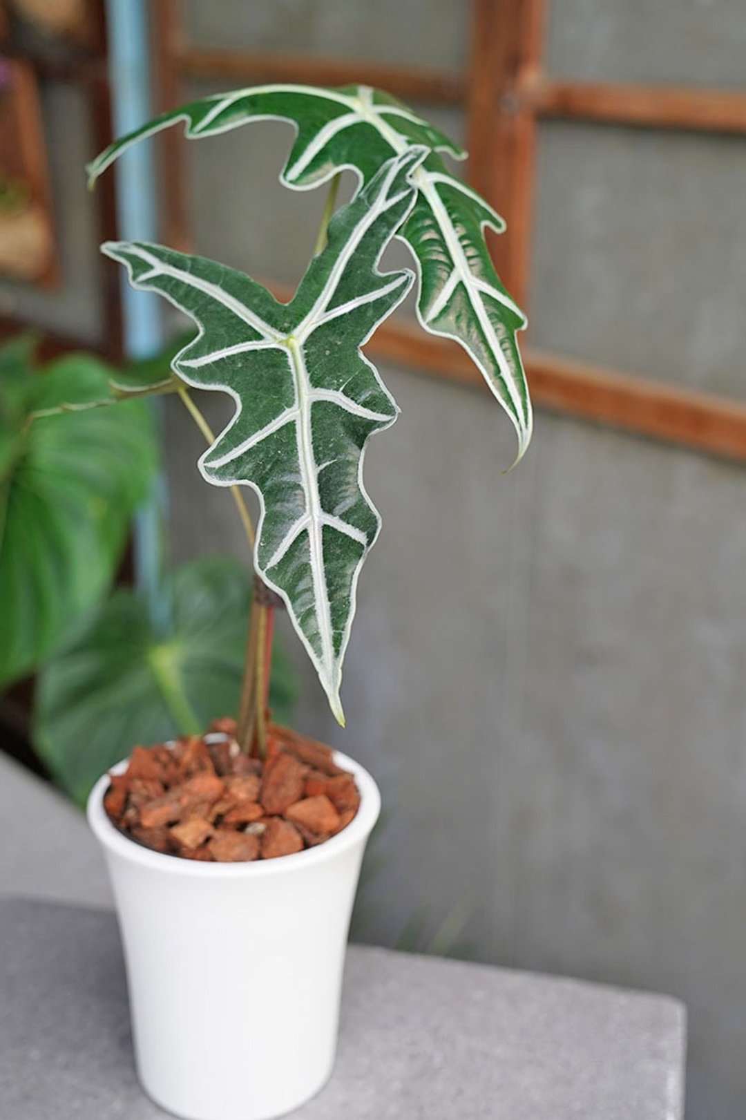 诺比观音莲Alocasia sanderiana 'Nobilis' - 植栽/盆栽 - 植物．花 绿色