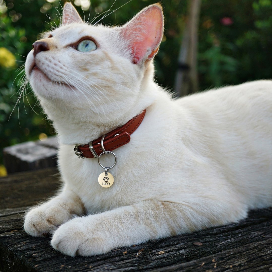 黄铜猫名牌 小猫牌 小狗牌 个性化雕刻可爱宠物 - 项圈/牵绳 - 铜/黄铜 金色