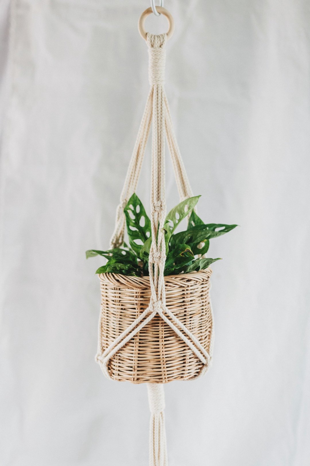 Macrame Plant Hanger / Twisted knots - 植栽/盆栽 - 棉 白色