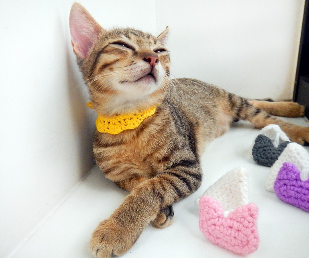毛线编织猫草玩具 猫咪玩具 猫薄荷 茶包 - 玩具 - 其他材质 多色