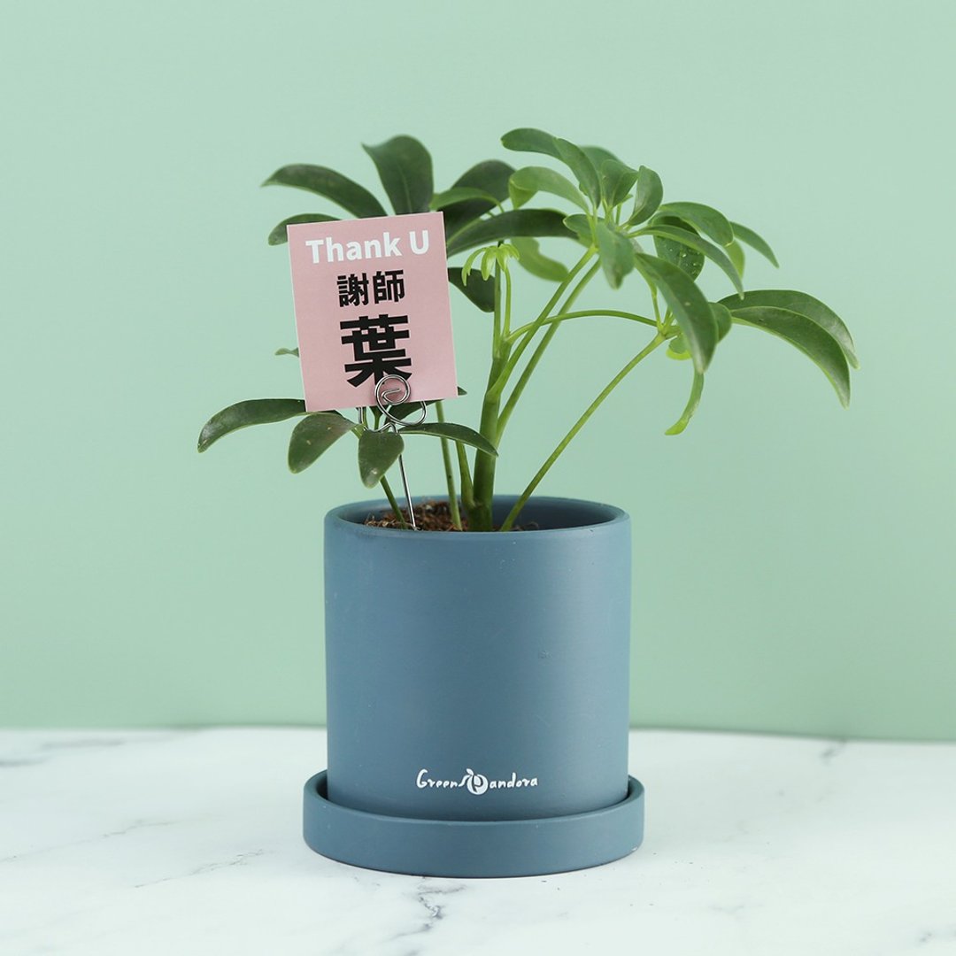 教师礼【谢师叶】感恩盆栽/鹅掌木(含花插小卡)桌上植栽/疗愈 - 植栽/盆栽 - 陶 蓝色