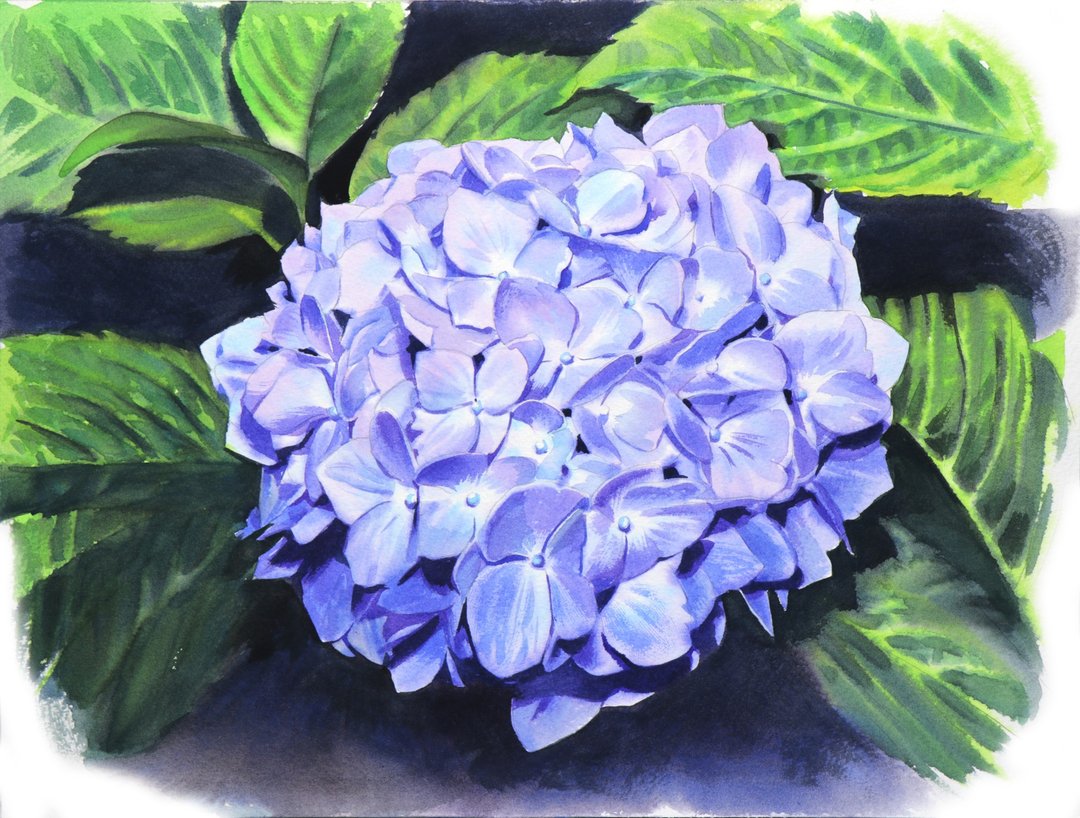 Hydrangea original watercolor painting by artist Irina Zhunaeva - 墙贴/壁贴 - 纸 蓝色