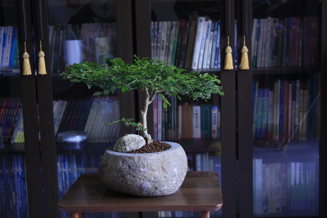 细叶女贞 l 庭园系列 石头盆栽  大型盆栽 室内植栽 玄关摆设 - 植栽/盆栽 - 植物．花 
