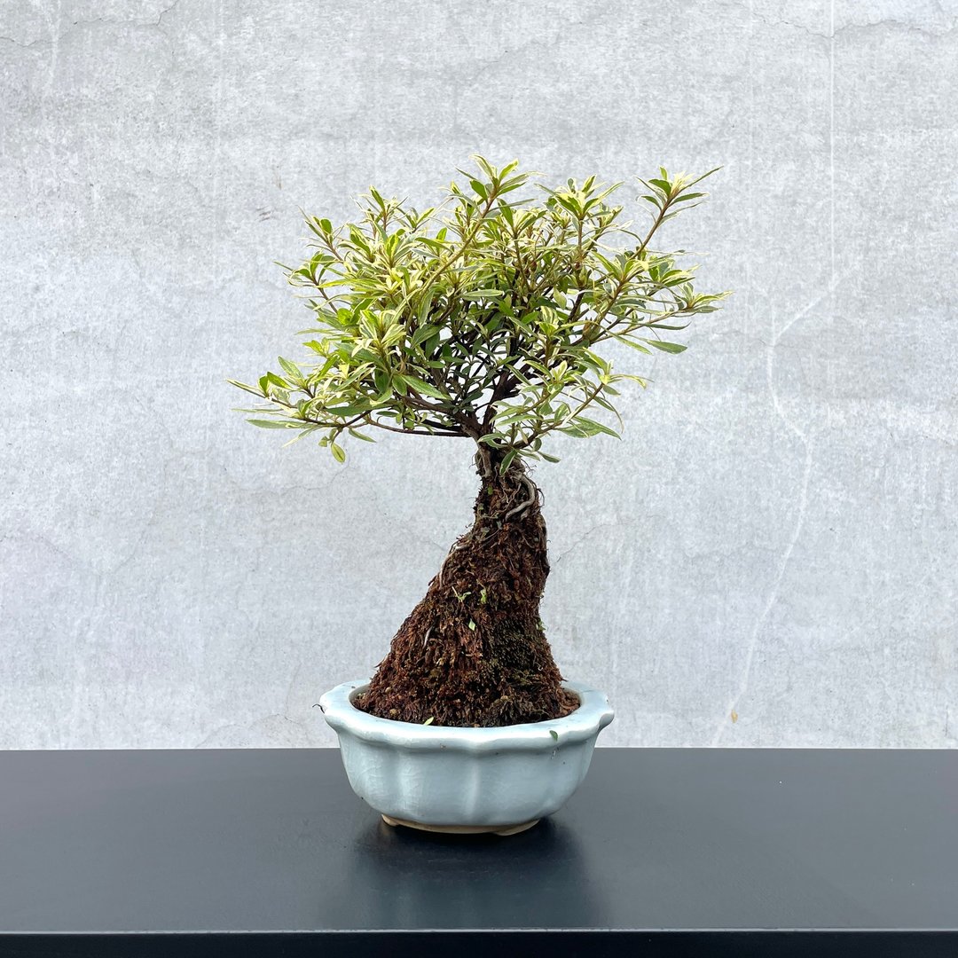 小品盆栽-日本皋月杜鹃 斑叶 桶川の光 盆景 送礼 - 植栽/盆栽 - 植物．花 