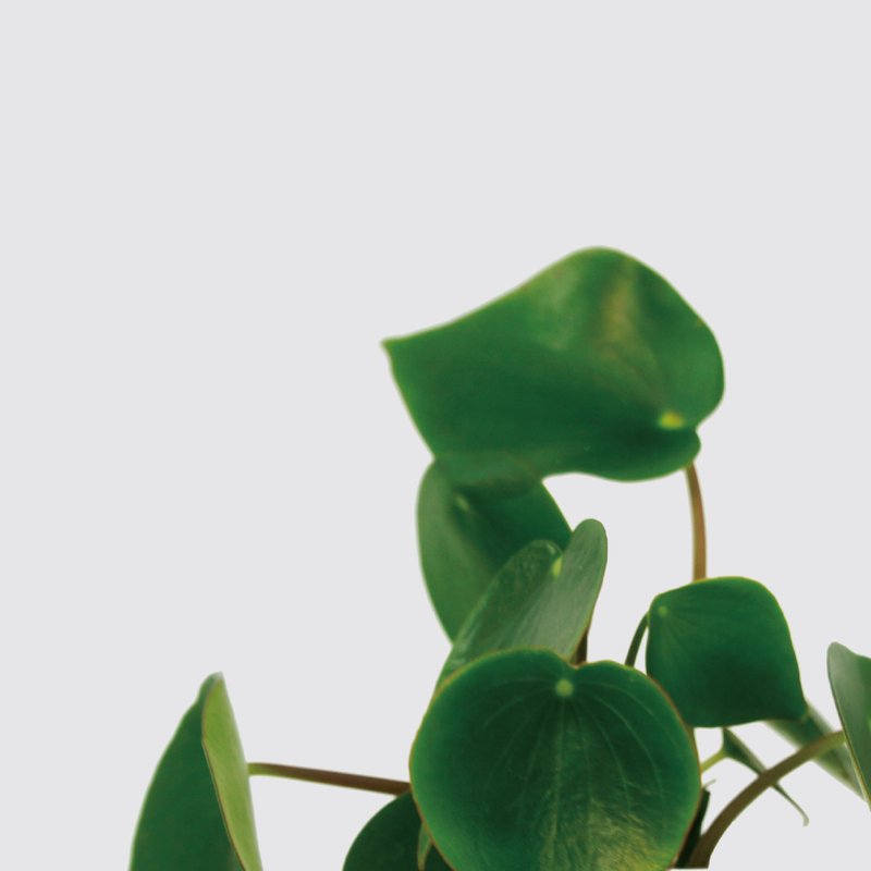 │ 犀力系列 │ 荷叶椒草 - 空气净化 室内 水耕盆栽 自动补水 - 植栽/盆栽 - 植物．花 白色