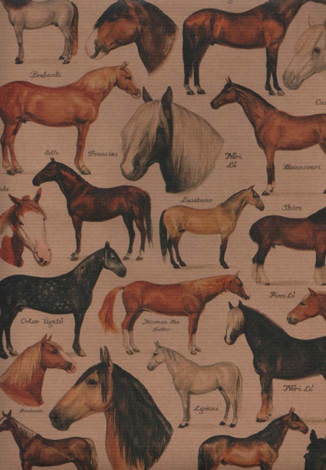 西式包装纸-Horse | 欧式 复古 怀旧 礼品 礼物 包装纸 动物 - 包装材料 - 纸 咖啡色