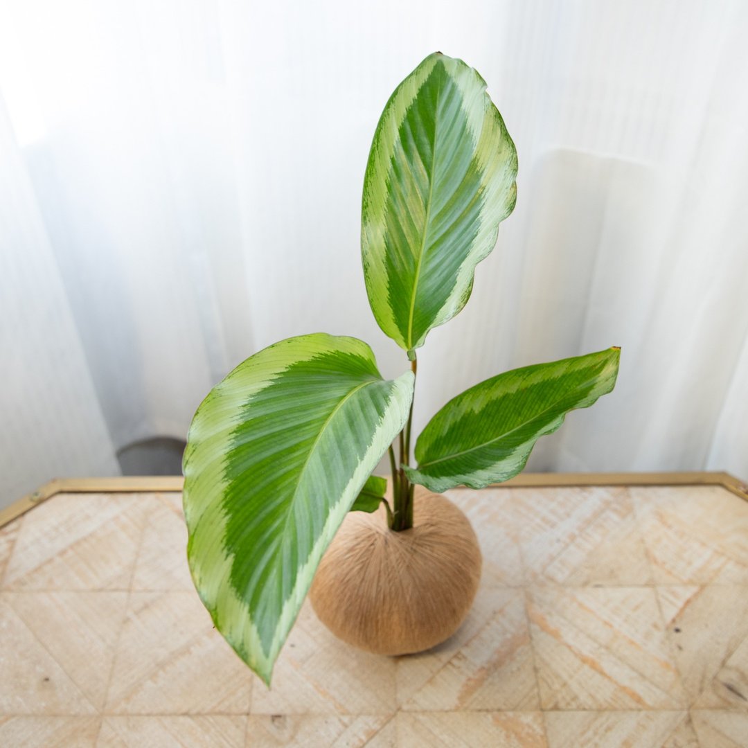 青莲竹芋 手作植栽苔球 - 植栽/盆栽 - 植物．花 