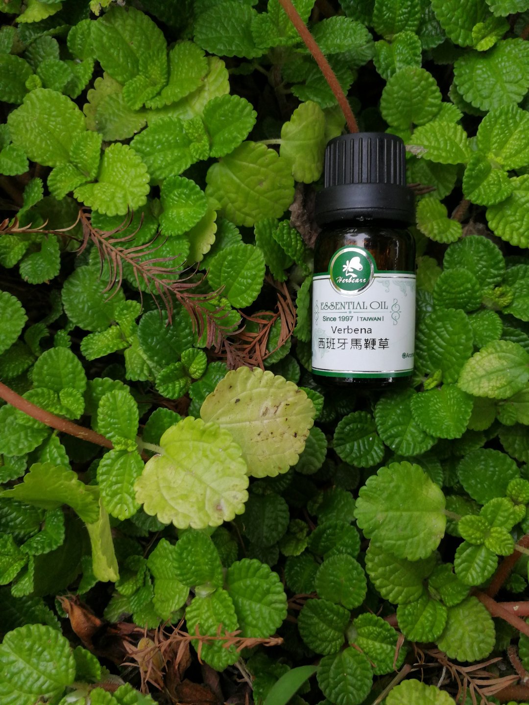 西班牙马鞭草纯精油 10ml 100% 天然 柔顺必备 有机认证精油 - 香薰/精油/线香 - 精油 