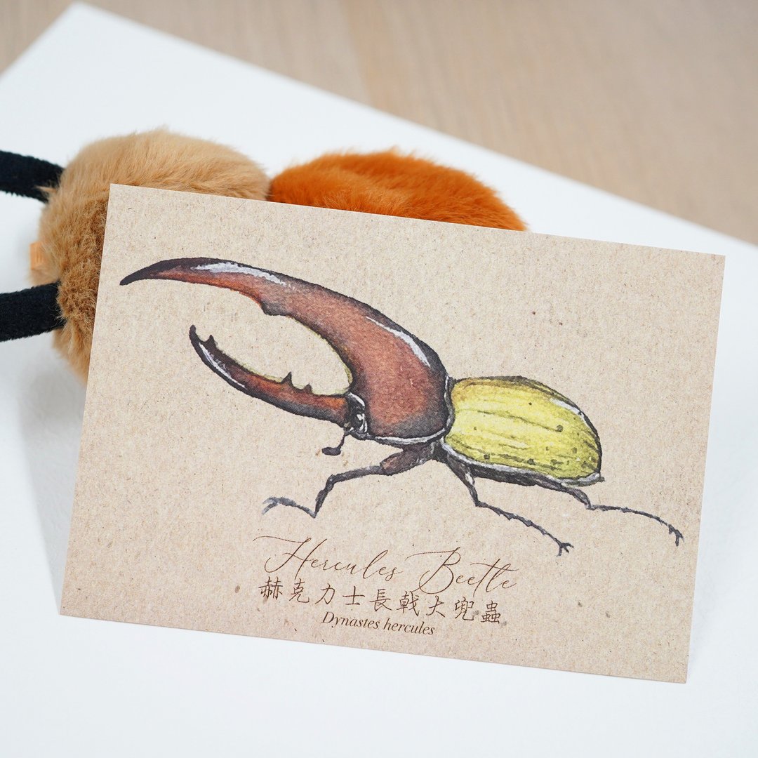 【甲虫先生 - 赫克力士长戟大兜虫】水彩插画 明信片 昆虫 自然 - 卡片/明信片 - 纸 咖啡色