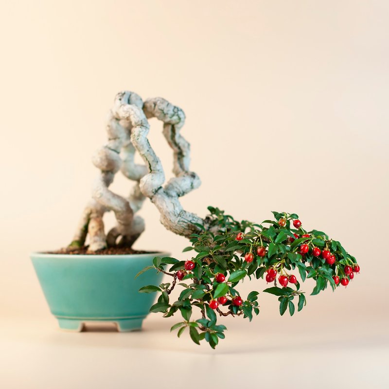 【露根盆景】李氏樱桃 花果植物 居家植栽 - 植栽/盆栽 - 植物．花 