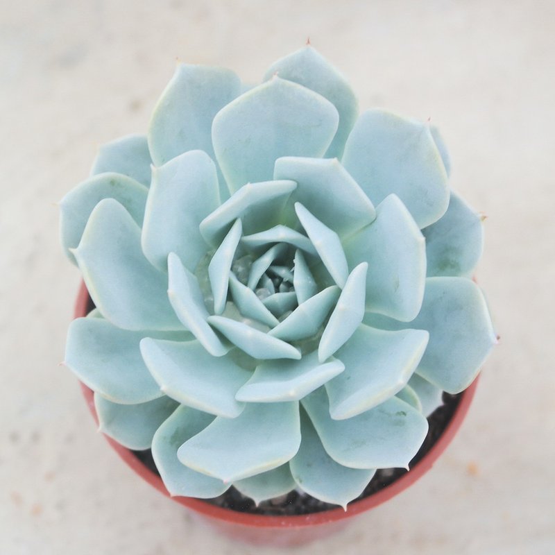 【豆豆多肉】【薄叶蓝鸟】乔迁│送礼│升迁│多肉植物 - 植栽/盆栽 - 植物．花 多色