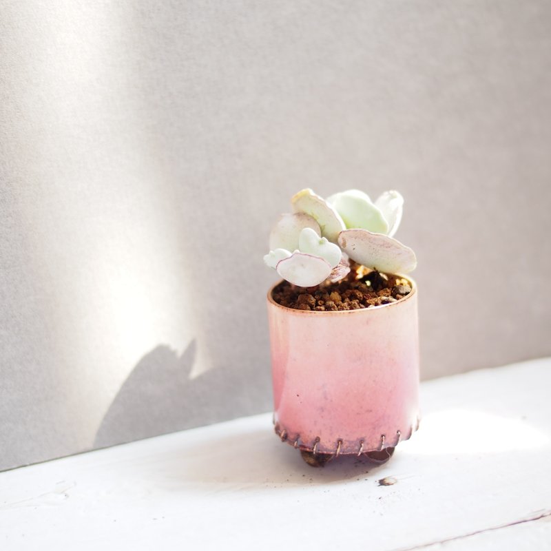 【珐琅植栽系列-桃夭】  银波锦  多肉植物 小品盆栽 - 植栽/盆栽 - 珐琅 多色