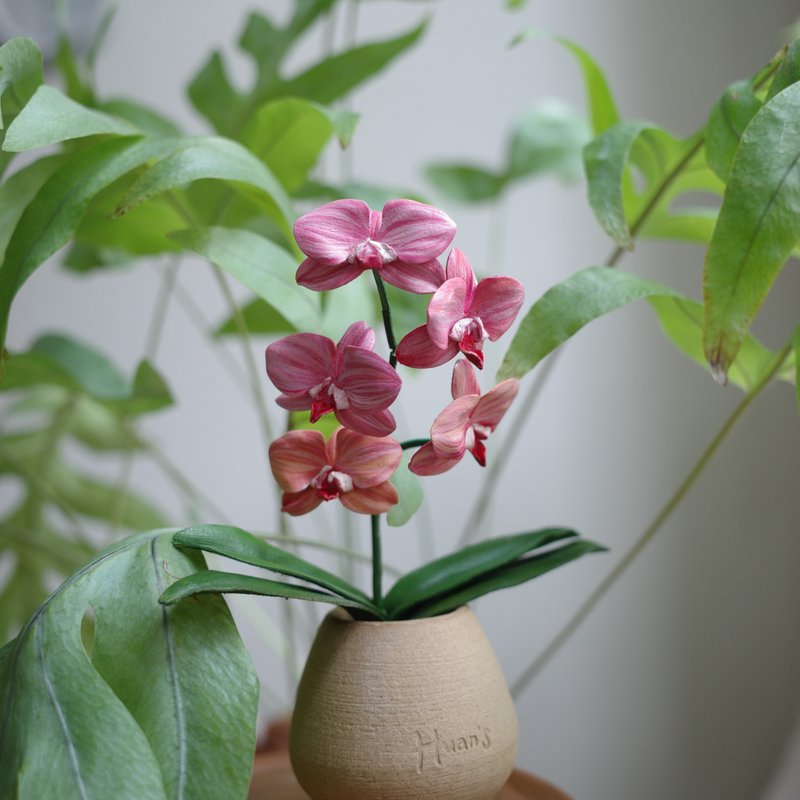 Phalaenopsis KS Sweet Diamond PInk Salmon 鲑鱼粉蝴蝶兰 - 植栽/盆栽 - 真皮 