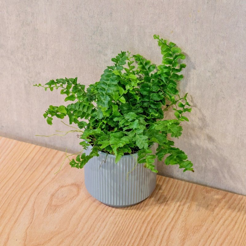 澎澎蕨 莫兰迪色系直纹陶盆 室内植物 观叶植物 礼物 盆栽 - 植栽/盆栽 - 植物．花 蓝色