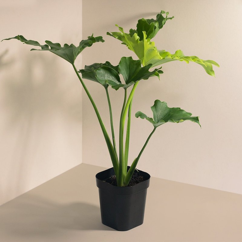 Philodendron 小天使蔓绿绒_室内植栽 - 植栽/盆栽 - 植物．花 