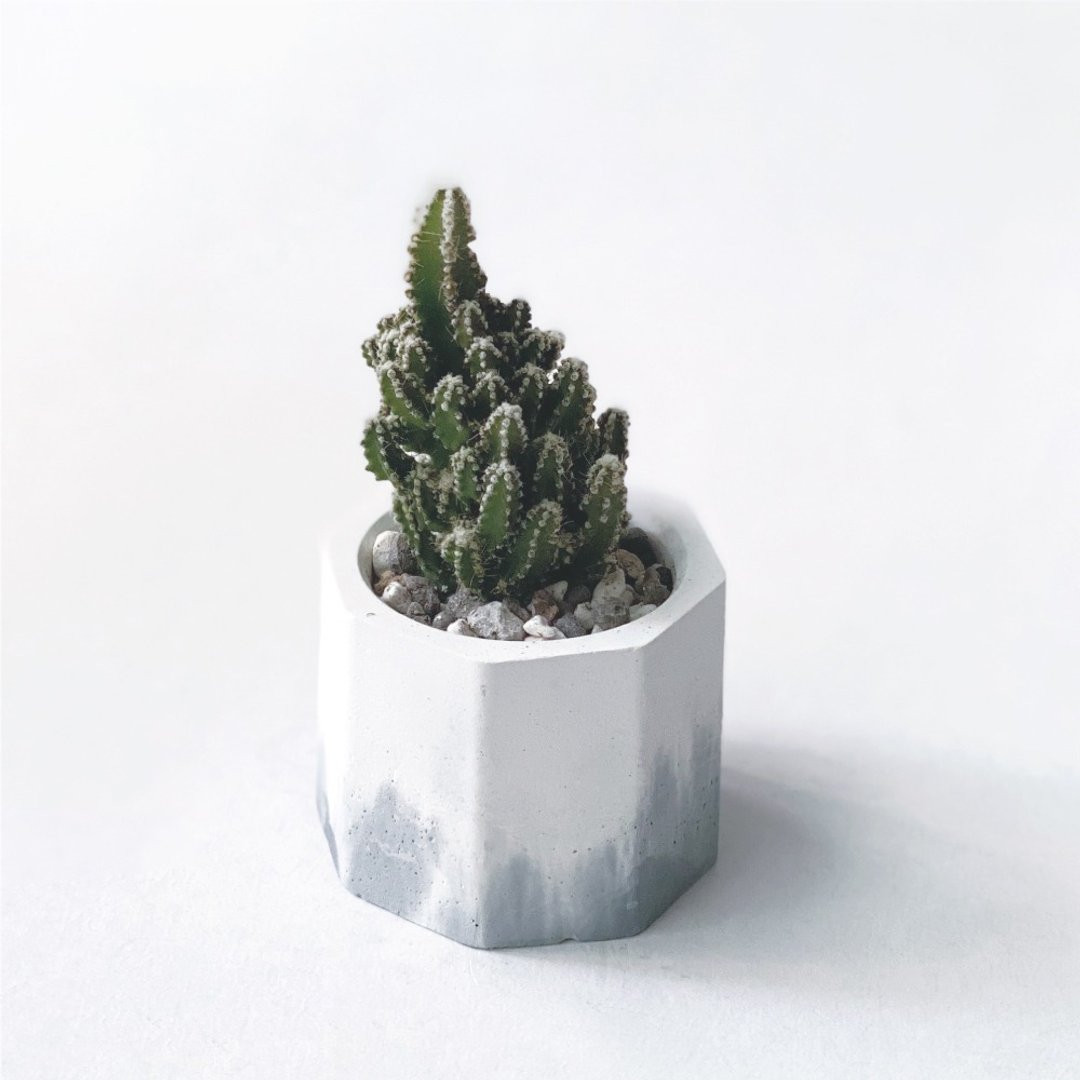 (预购) 莫兰迪蓝系列 | 神仙堡 仙女阁 小八角形水泥仙人掌植栽 - 植栽/盆栽 - 植物．花 蓝色