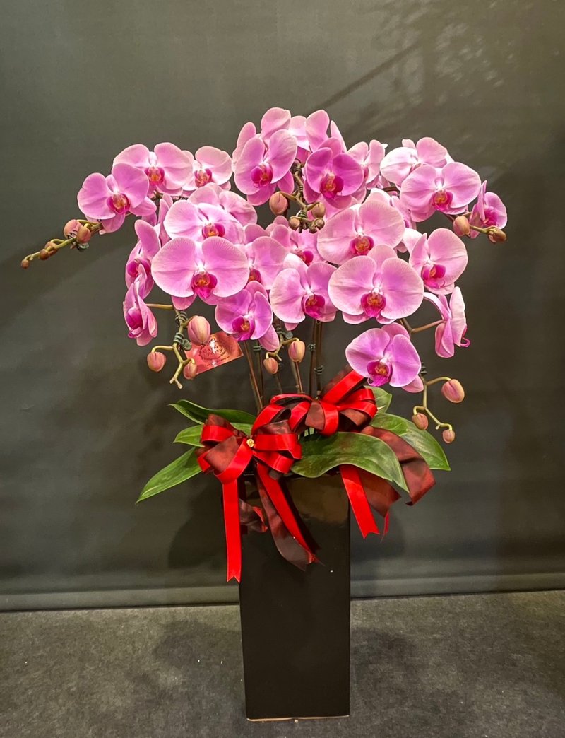 哈妮蝴蝶兰 NEW YEAR-18 - 植栽/盆栽 - 植物．花 