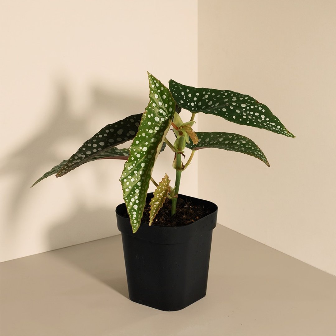 White ice 小星点_室内植栽 - 植栽/盆栽 - 植物．花 