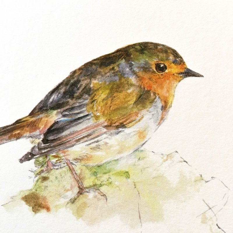 鸟·明信片·0103 - 卡片/明信片 - 纸 