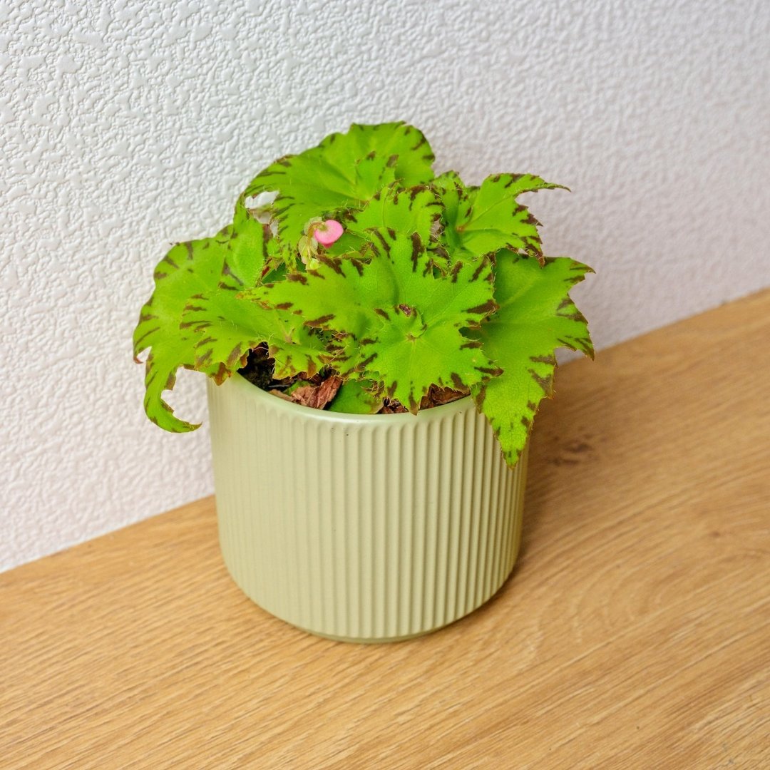 睫毛海棠 莫兰迪色系直纹陶盆 室内植物 观叶植物 礼物 盆栽 - 植栽/盆栽 - 植物．花 绿色