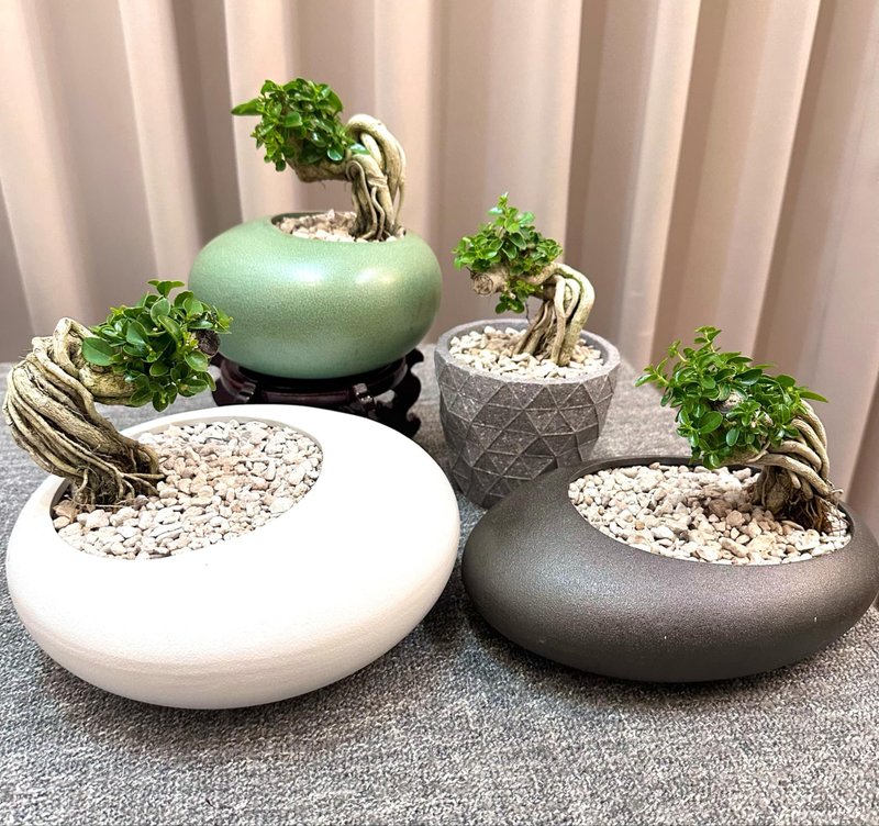 【寿娘子】盆景 鹿角蕨 开幕送礼 室内植物 植物上板 造景 - 植栽/盆栽 - 植物．花 