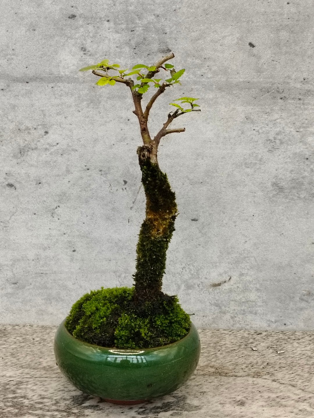 迷你盆栽冰裂釉榆树   植物 盆栽 - 植栽/盆栽 - 植物．花 