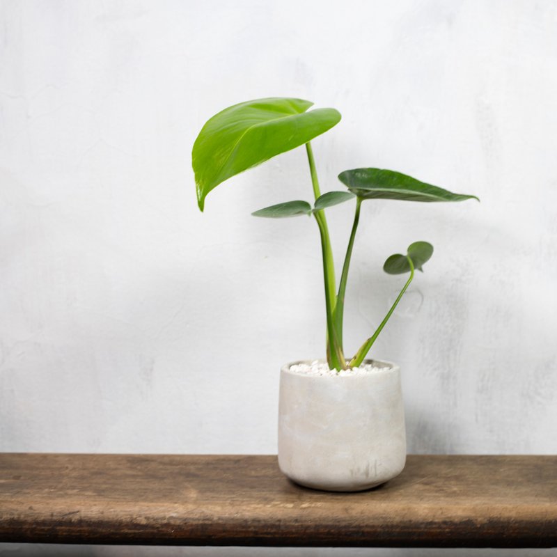 【室内盆栽】迷你龟背芋盆栽 观叶植物 绿化 室内植物 开幕送礼 - 植栽/盆栽 - 植物．花 绿色