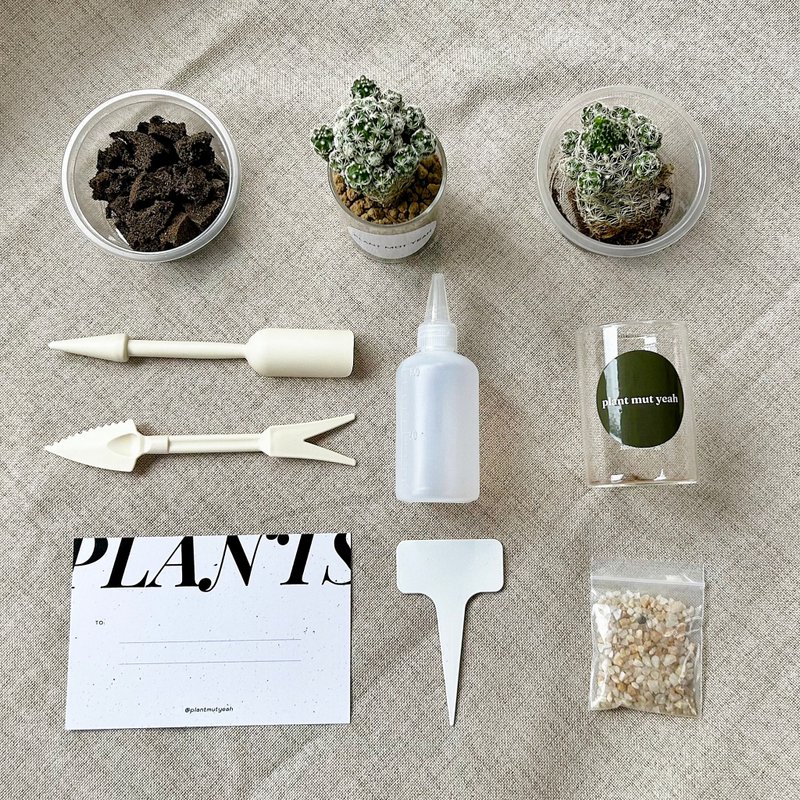 【DIY材料包】【情人节生日礼物】仙人掌多肉盆DIY礼盒交换礼物 - 植栽 - 植物．花 卡其色