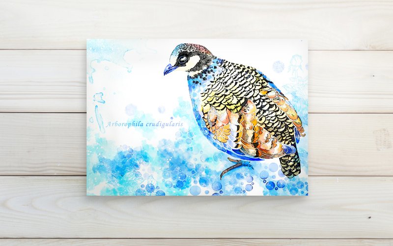 台湾之鸟 深山竹鸡 /单面明信片postcard - 卡片/明信片 - 纸 