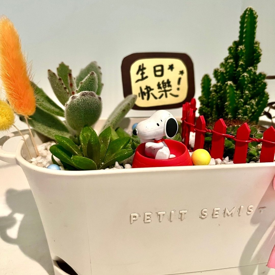 史奴比SNOOPY 多肉盆栽 多肉组盆 微景观 盆栽多肉 仙人掌 定制化 - 植栽/盆栽 - 植物．花 绿色