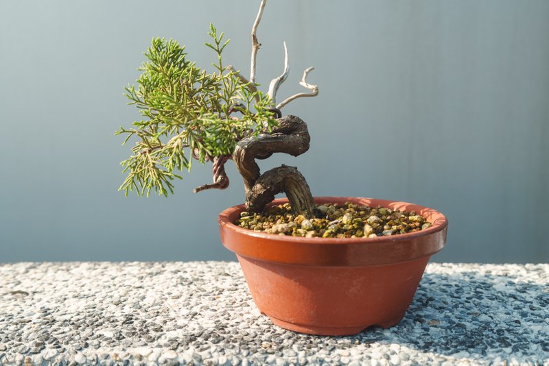 日本素烧盆细鱼川真柏盆栽 松柏盆栽 真柏盆栽 - 植栽/盆栽 - 植物．花 绿色