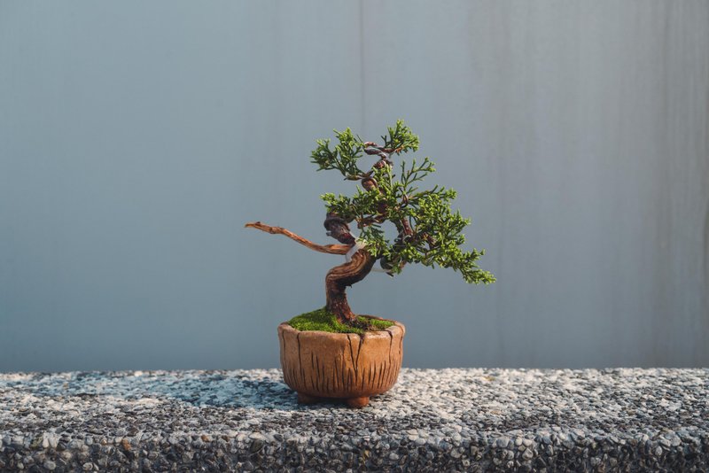 细鱼川真柏迷你盆栽 松柏盆栽 真柏盆栽 树高 10 厘米左右 - 植栽/盆栽 - 植物．花 绿色