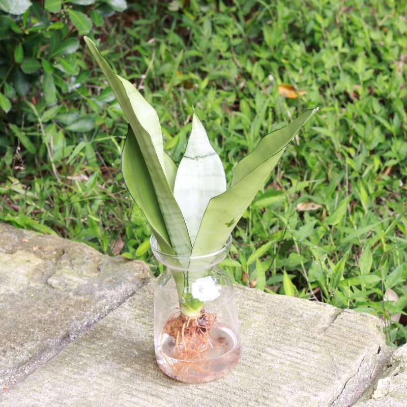 水培植栽│银后虎尾兰_室内植物 办公室盆栽 店内摆设 植栽盆栽 - 植栽/盆栽 - 玻璃 