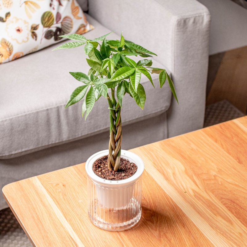 马拉巴栗植栽 发财树 免浇水盆栽 室内植物 观叶植物 办公室小物 - 植栽/盆栽 - 植物．花 