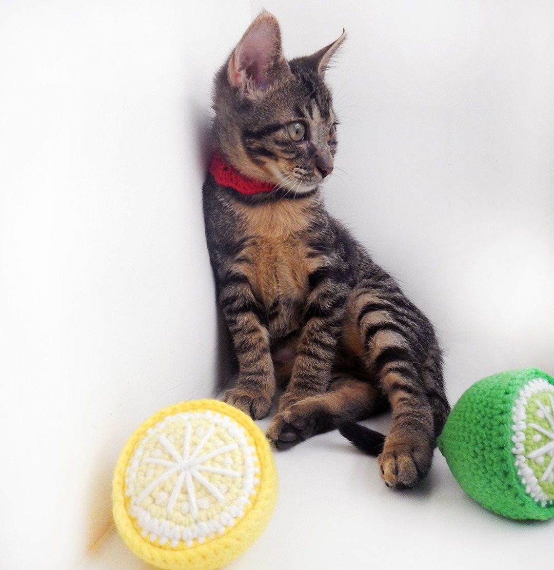 毛线编织猫草玩具 猫咪玩具 猫薄荷 柠檬 - 玩具 - 其他材质 多色