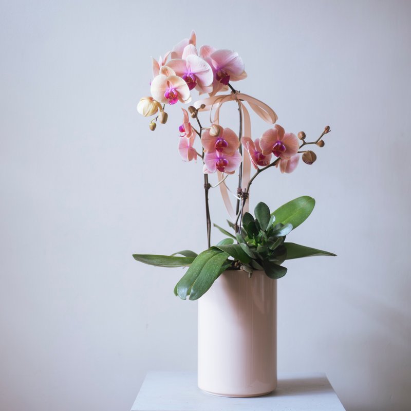 蜜桃粉兰花盆栽 | 荣升 | 开幕送礼 | 居家布置 - 植栽/盆栽 - 植物．花 粉红色