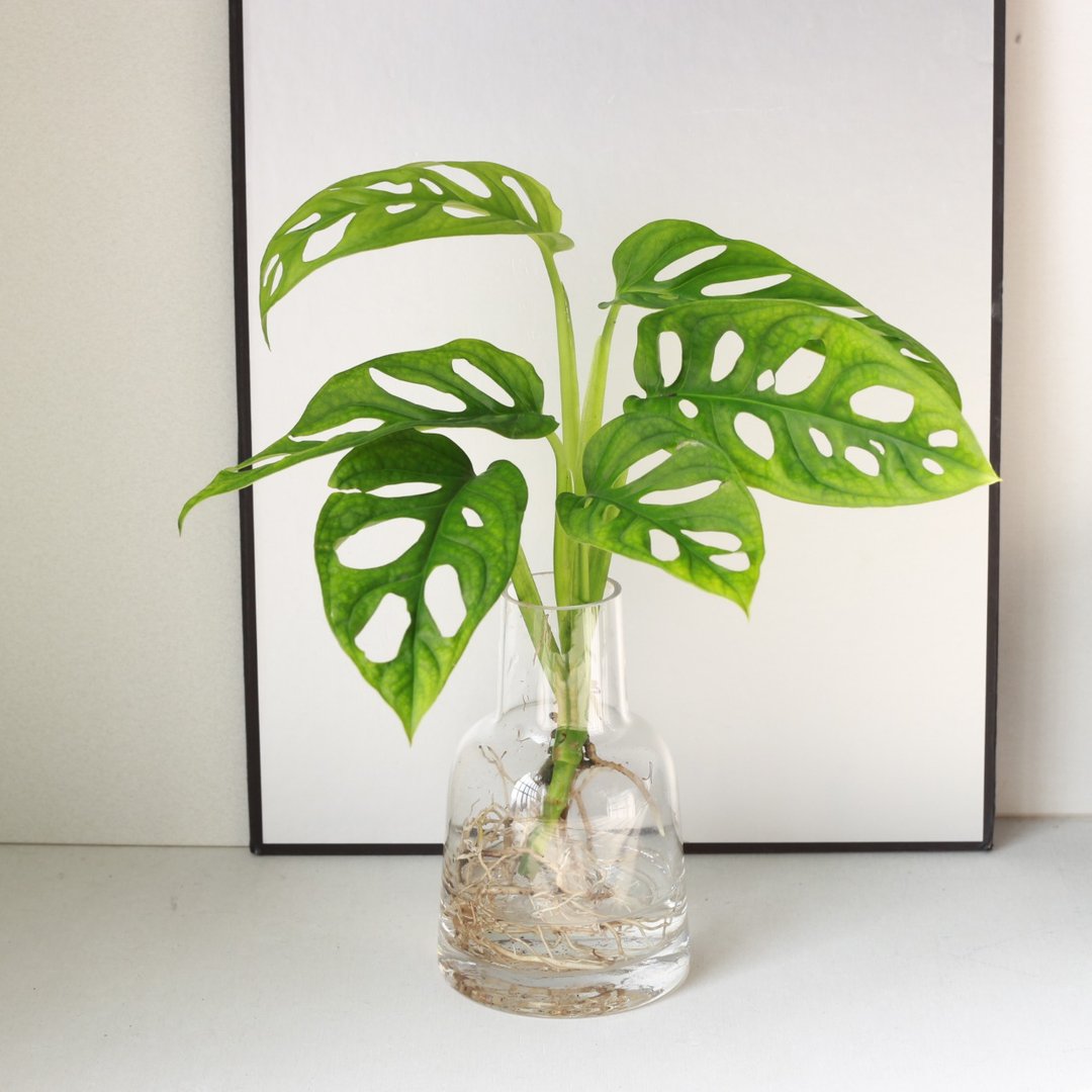 新品特价 水培植栽│洞洞蔓绿绒_室内植物 办公室盆栽  植栽盆栽 - 植栽/盆栽 - 玻璃 