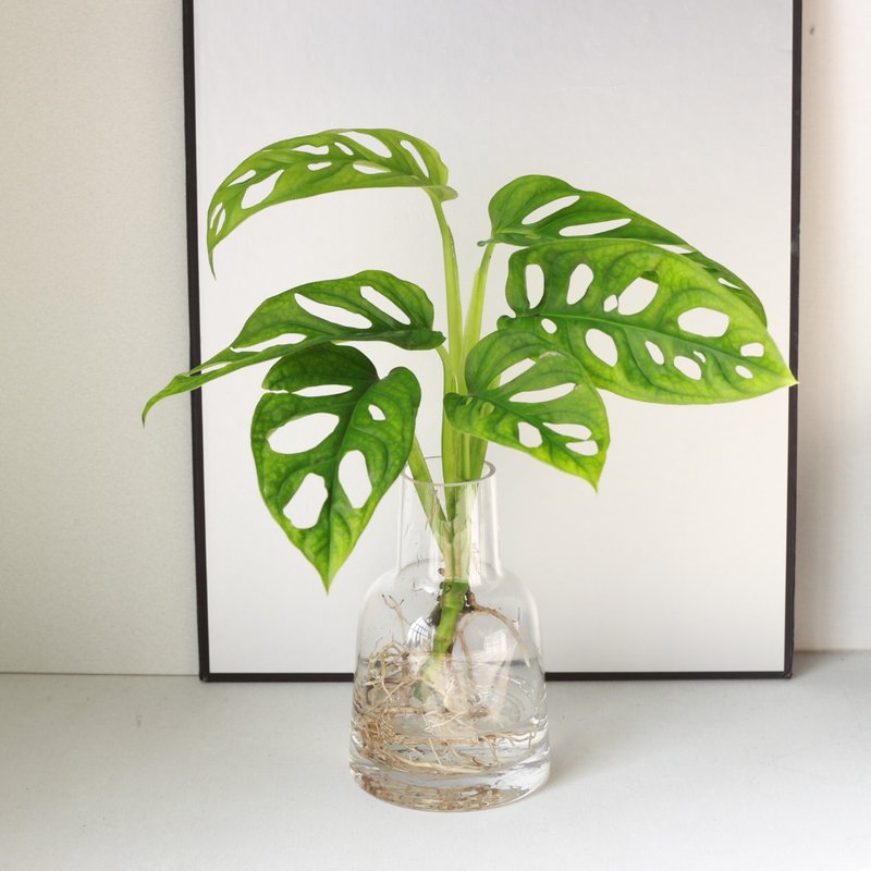 新品特价 水培植栽│洞洞蔓绿绒_室内植物 办公室盆栽  植栽盆栽 - 植栽/盆栽 - 玻璃 