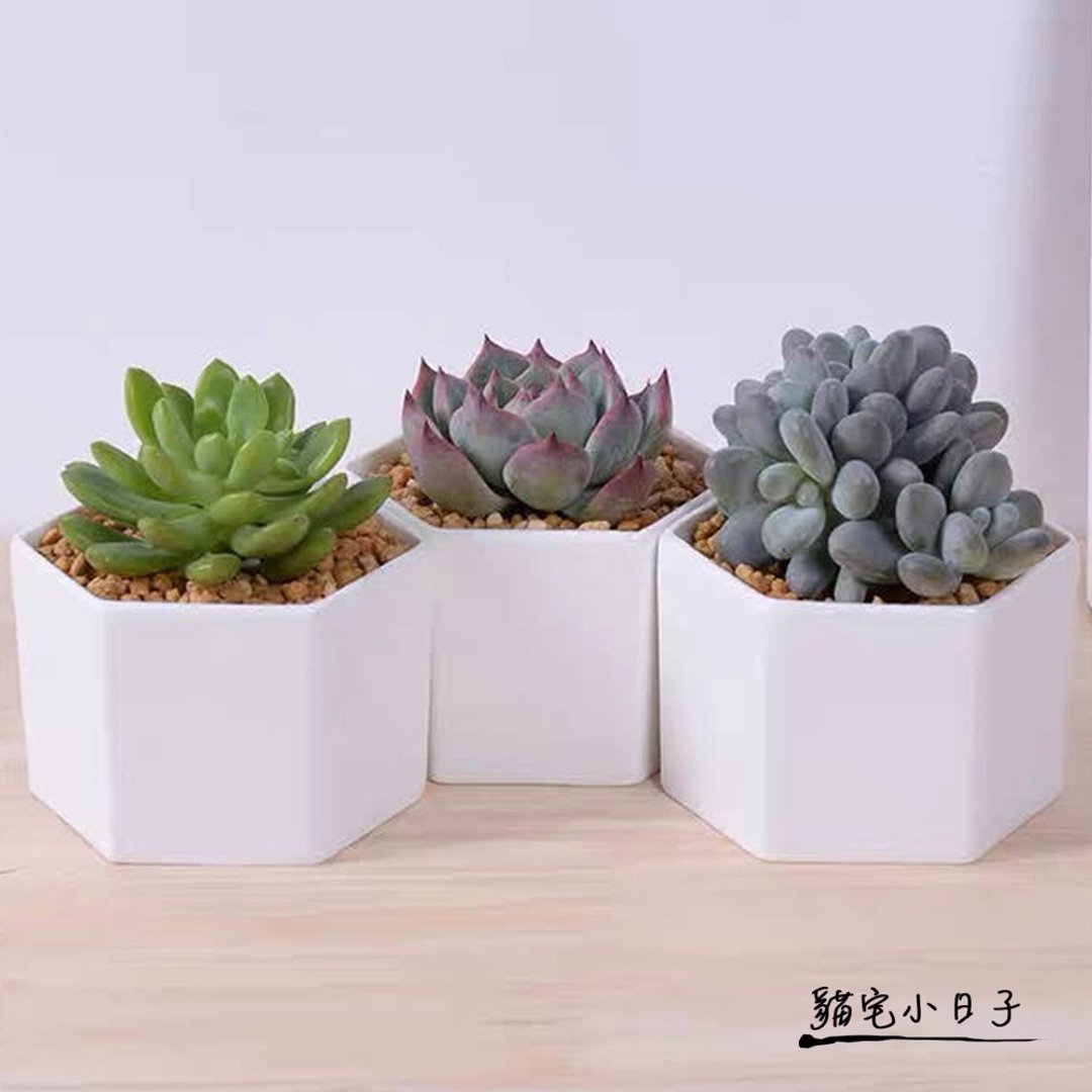 【猫宅】室内装饰 高透气 多肉仙人掌 六角白瓷盆 - 花瓶/陶器 - 瓷 