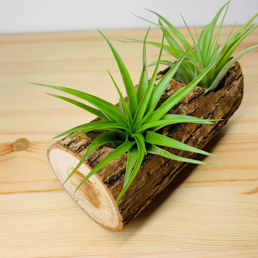 空气凤梨 Air plant 贝可利 Tillandsia brachycaulos 仅植物本身 - 植栽/盆栽 - 植物．花 绿色