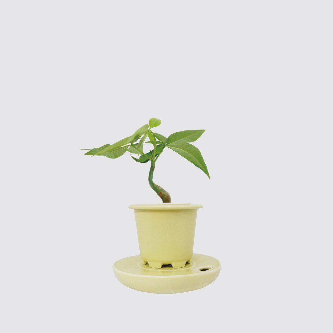 / 水耕窑瓷 / 发财树 - 植栽/盆栽 - 植物．花 