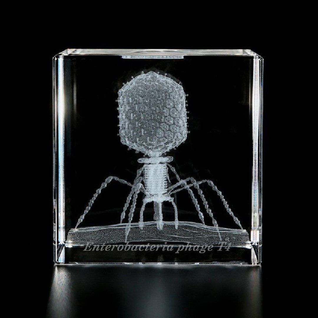 Sola cube Micro雷射雕刻微生物立方块 噬菌体T4 - 摆饰 - 其他材质 透明