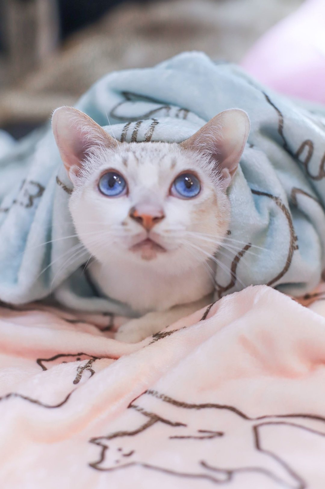 猫系列-法兰绒淡定猫冷气毯/宠物毯-共两色(两件入) - 被子/毛毯 - 棉 多色