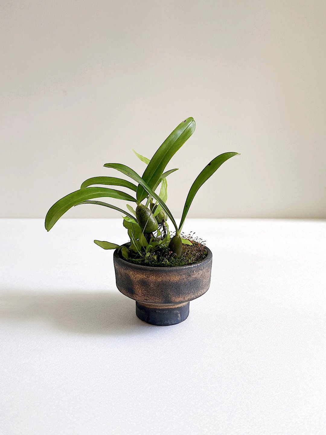 小响尾蛇豆兰与黑金手作陶 - 植栽/盆栽 - 陶 金色