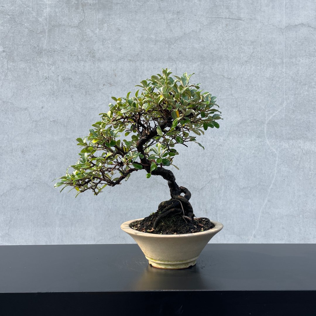 小品盆栽-小叶银梧 盆景 送礼 - 植栽/盆栽 - 植物．花 